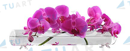 images/products/TTTATO_VS-01.jpg